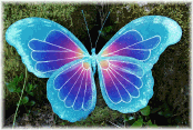 butterflyaqua.png