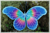 butterflyblue.png