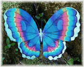 butterflyspecial.png