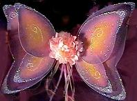 fairy wings 03.jpg