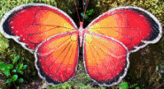 fairy wings 19.gif